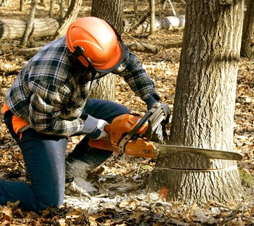 Tree Removal in Lane, SC